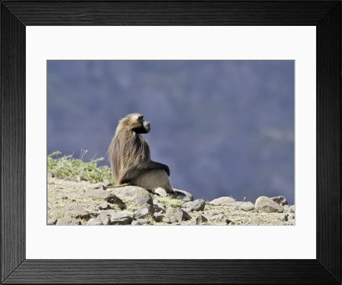 Framed Print : Gelada Baboon. Simien mountains - Ethiopia - Africa