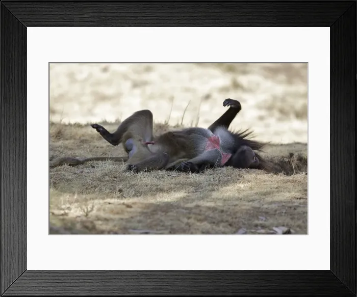 Framed Print : Gelada Baboon - lying on back. Simien mountains - Ethiopia - Africa Framed Print : Gelada Baboon - lying on back. Simien mountains - Ethiopia - Africa