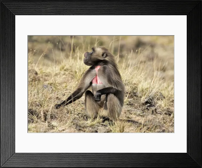 Framed Print : Gelada Baboon. Simien mountains - Ethiopia - Africa Framed Print : Gelada Baboon. Simien mountains - Ethiopia - Africa