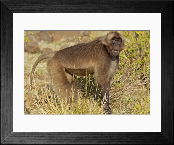 Framed Print : Gelada Baboon. Simien mountains - Ethiopia - Africa Framed Print : Gelada Baboon. Simien mountains - Ethiopia - Africa
