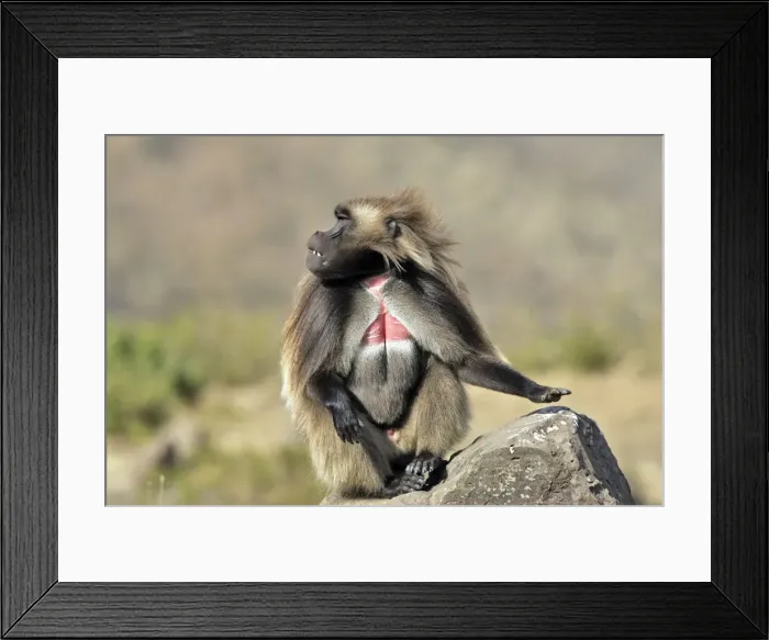 Framed Print : Gelada Baboon - sitting on rock. Simien mountains - Ethiopia - Africa Framed Print : Gelada Baboon - sitting on rock. Simien mountains - Ethiopia - Africa