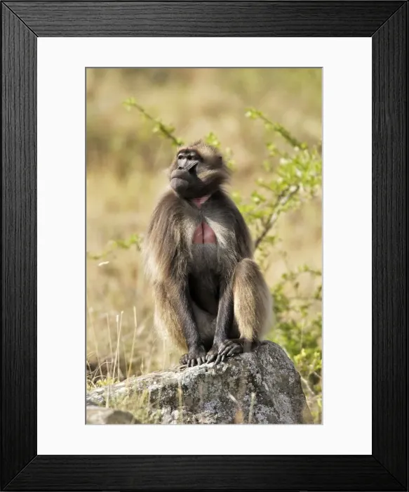 Framed Print : Gelada Baboon - sitting on rock. Simien mountains - Ethiopia - Africa