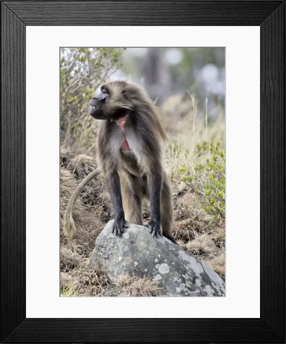 Framed Print : Gelada Baboon - standing on rock. Simien mountains - Ethiopia - Africa Framed Print : Gelada Baboon - standing on rock. Simien mountains - Ethiopia - Africa