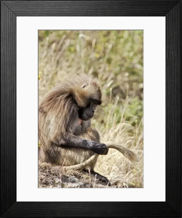 Framed Print : Gelada Baboon - sitting, examining tail. Simien mountains - Ethiopia - Africa Framed Print : Gelada Baboon - sitting, examining tail. Simien mountains - Ethiopia - Africa