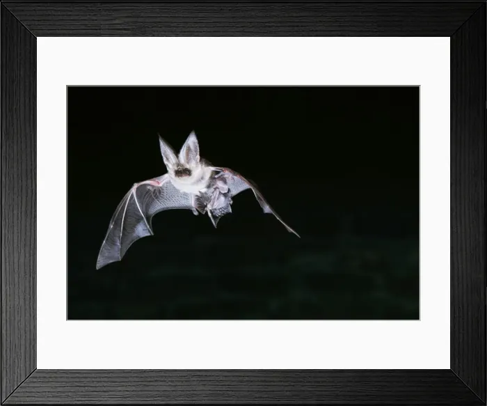 Framed Print : Long-Eared Bat - In flight, carrying young Framed Print : Long-Eared Bat - In flight, carrying young
