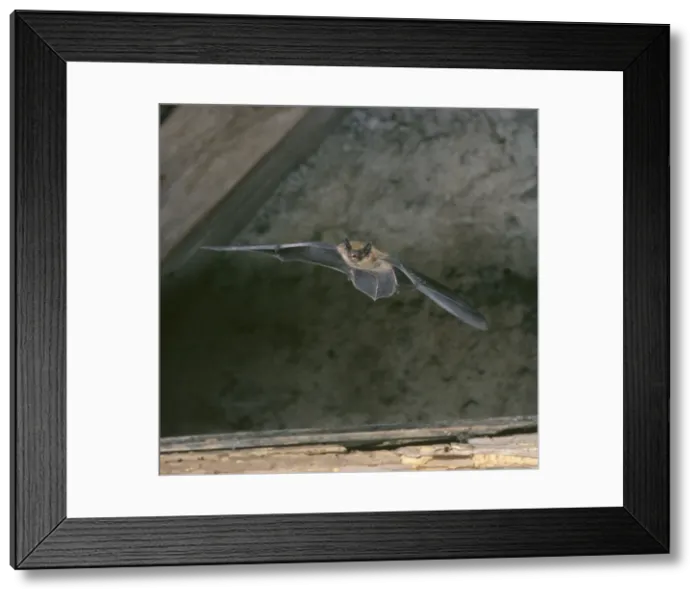 Framed Print : Pipistrell Bat - In flight in rooftop loft Framed Print : Pipistrell Bat - In flight in rooftop loft