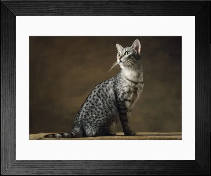 Framed Print : Egyptian Silver Mau Cat