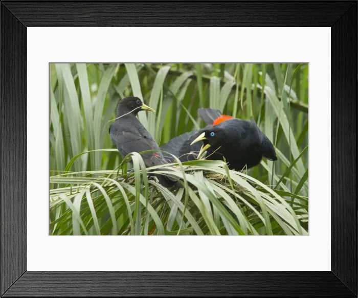 Framed Print : AE-5972-2610 Framed Print : AE-5972-2610