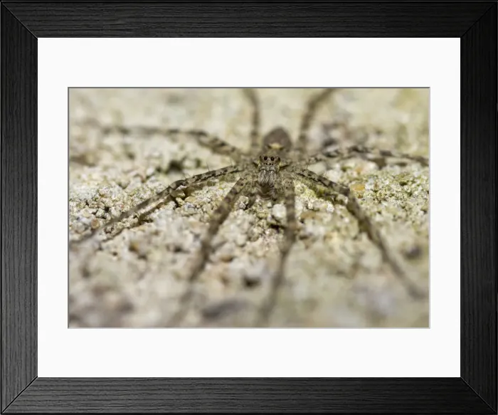 Framed Print : AE-5972-3563 Framed Print : AE-5972-3563