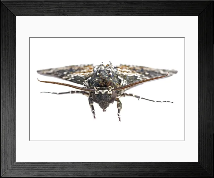 Framed Print : AE-5972-4407 Framed Print : AE-5972-4407