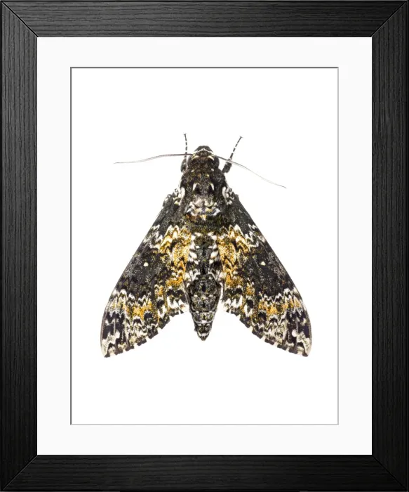 Framed Print : AE-5972-4421 Framed Print : AE-5972-4421