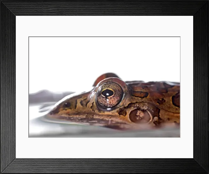 Framed Print : AE-5972-5058 Framed Print : AE-5972-5058