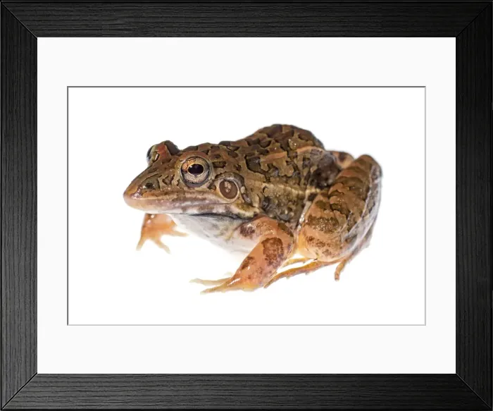 Framed Print : AE-5972-5110 Framed Print : AE-5972-5110