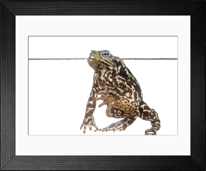 Framed Print : AE-5972-5785 Framed Print : AE-5972-5785