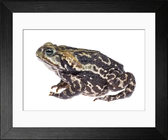Framed Print : AE-5972-5809 Framed Print : AE-5972-5809