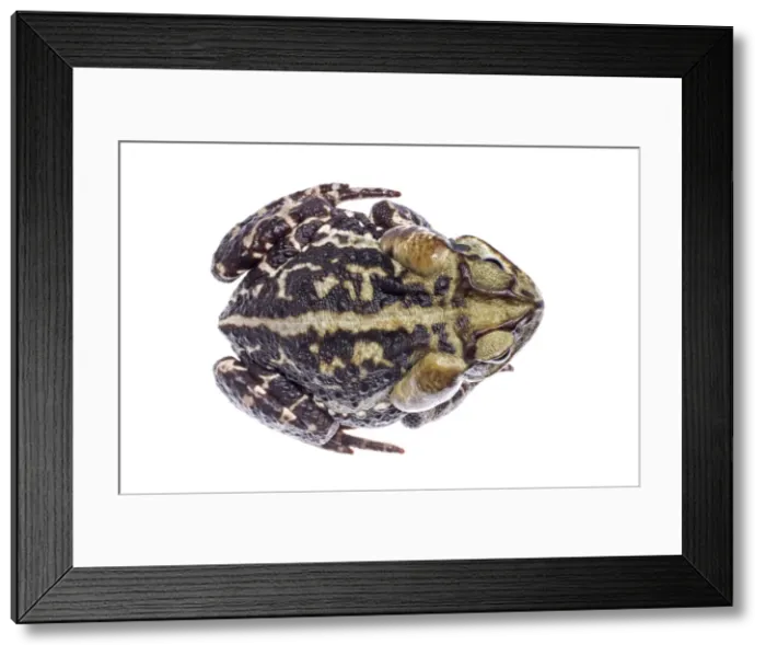 Framed Print : AE-5972-5811 Framed Print : AE-5972-5811