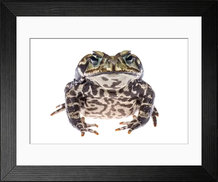 Framed Print : AE-5972-5817 Framed Print : AE-5972-5817