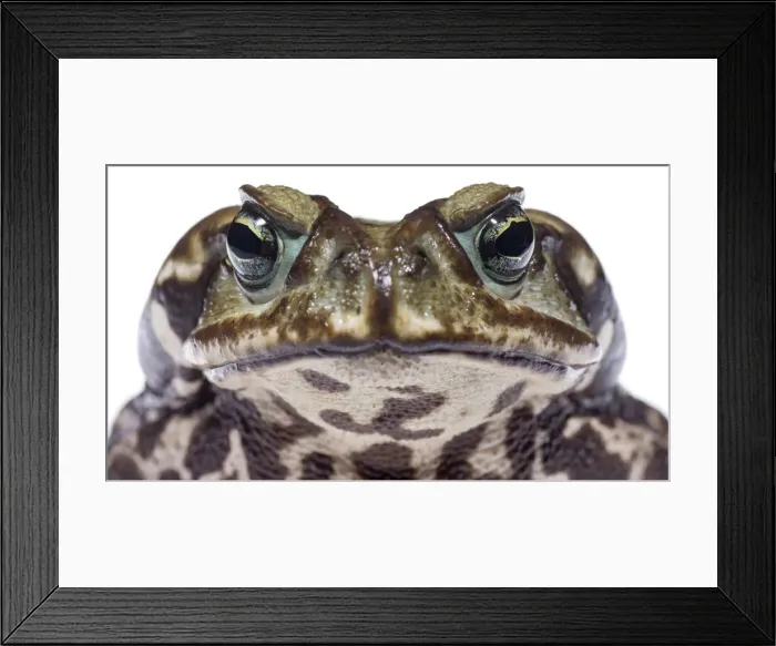 Framed Print : AE-5972-5820 Framed Print : AE-5972-5820