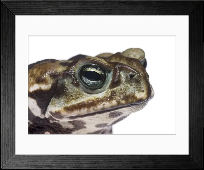 Framed Print : AE-5972-5825 Framed Print : AE-5972-5825