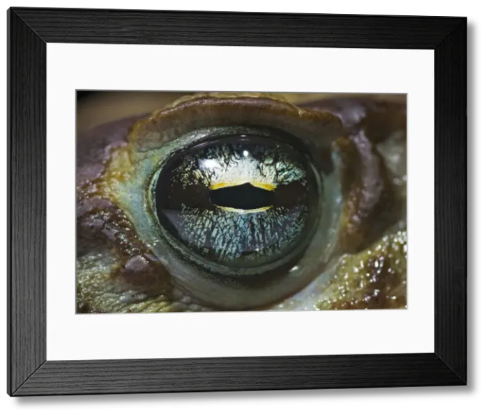 Framed Print : AE-5972-5832 Framed Print : AE-5972-5832