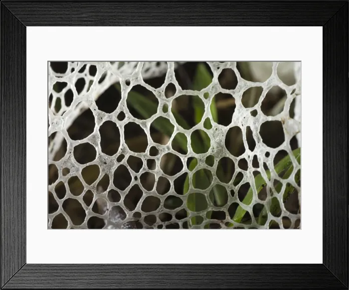 Framed Print : AE-5972-5928 Framed Print : AE-5972-5928
