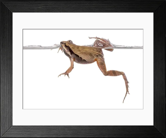 Framed Print : AE-5972-6047 Framed Print : AE-5972-6047