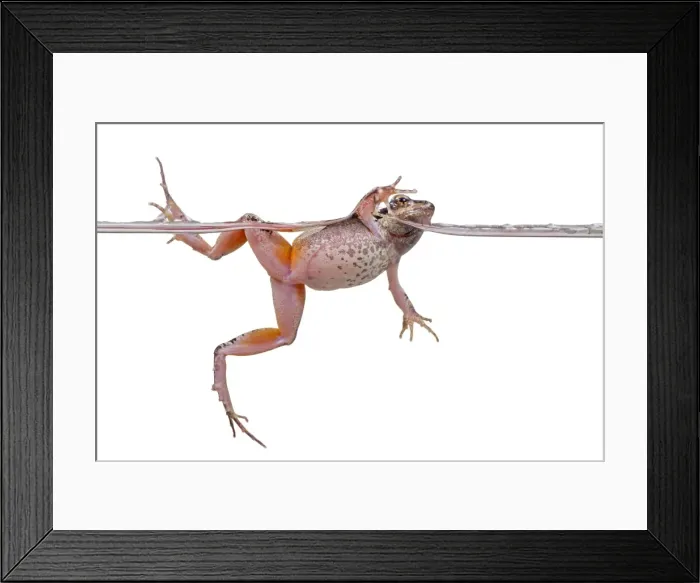 Framed Print : AE-5972-6078 Framed Print : AE-5972-6078