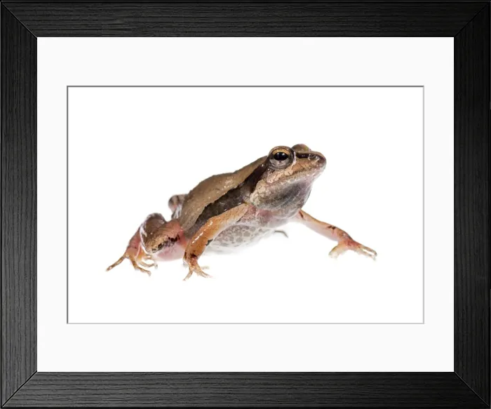 Framed Print : AE-5972-6110 Framed Print : AE-5972-6110