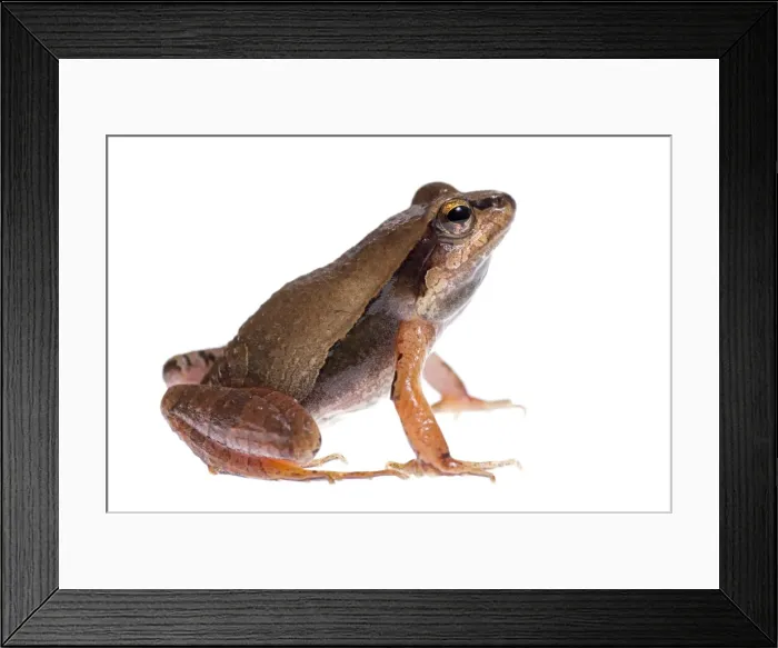 Framed Print : AE-5972-6102 Framed Print : AE-5972-6102