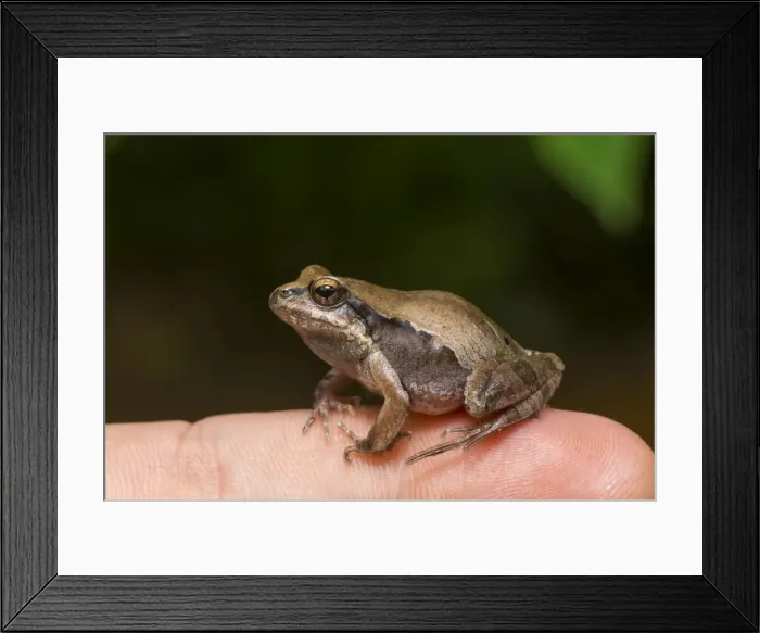 Framed Print : AE-5972-6147 Framed Print : AE-5972-6147