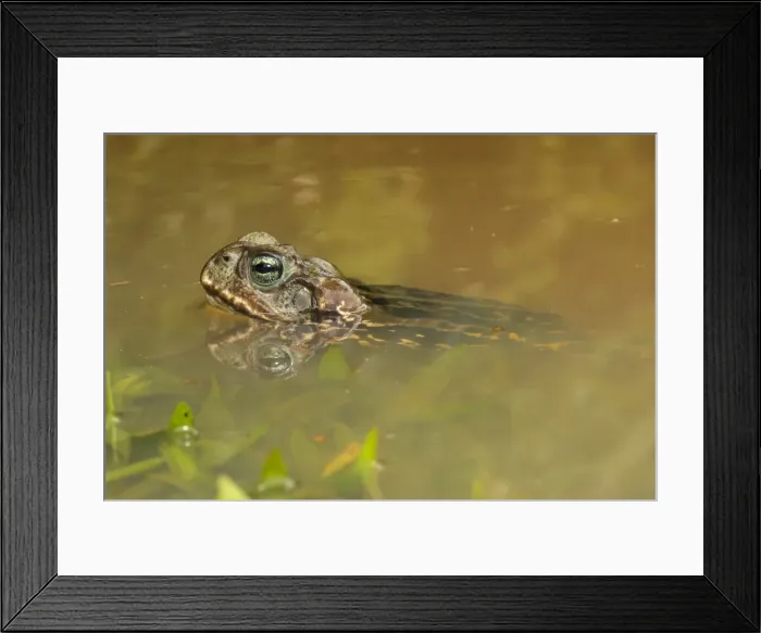 Framed Print : AE-5972-6317 Framed Print : AE-5972-6317