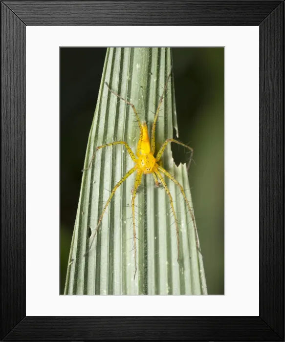 Framed Print : AE-5972-6747 Framed Print : AE-5972-6747