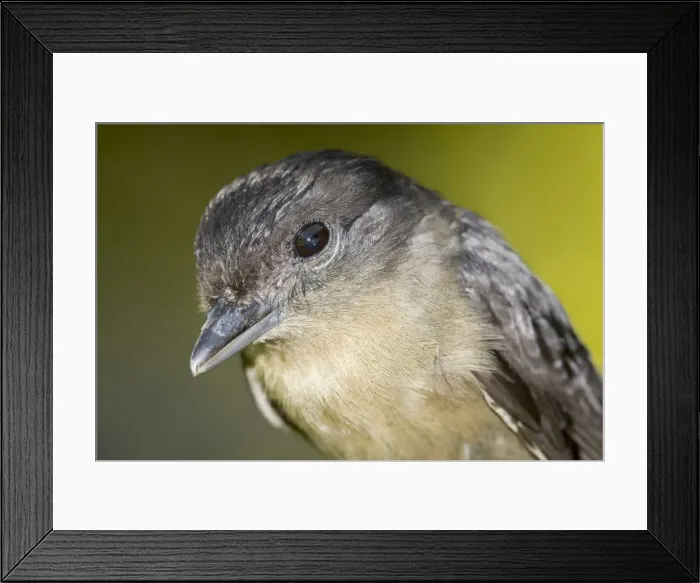 Framed Print : AE-5972-6763 Framed Print : AE-5972-6763