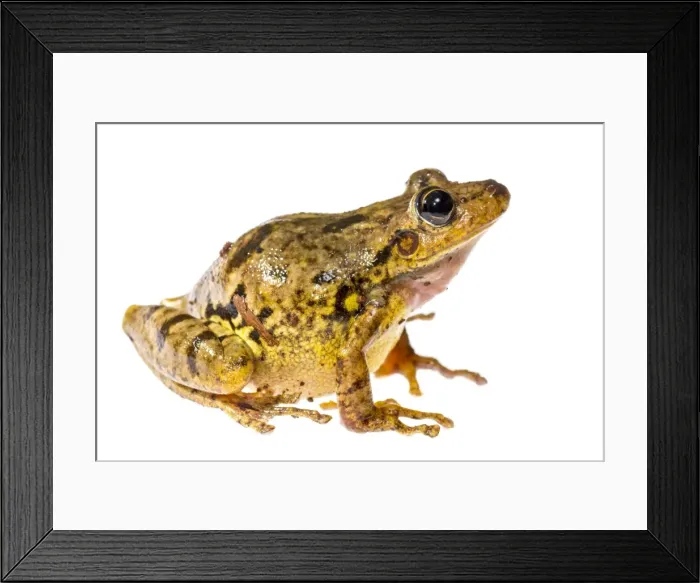 Framed Print : AE-5972-6933 Framed Print : AE-5972-6933