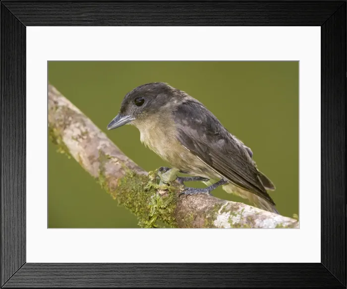 Framed Print : AE-5972-6782 Framed Print : AE-5972-6782