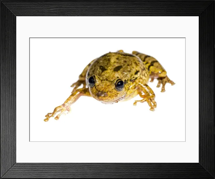 Framed Print : AE-5972-6935 Framed Print : AE-5972-6935