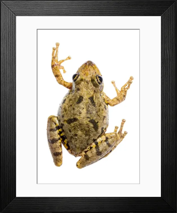 Framed Print : AE-5972-6951 Framed Print : AE-5972-6951