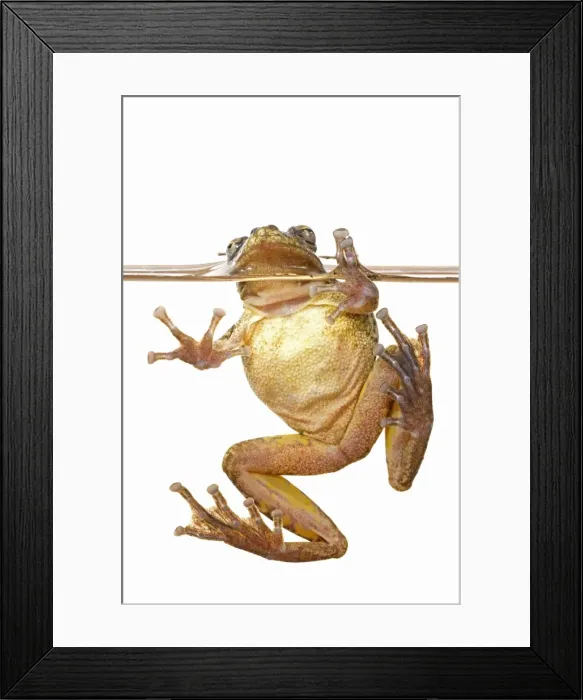 Framed Print : AE-5972-6975 Framed Print : AE-5972-6975