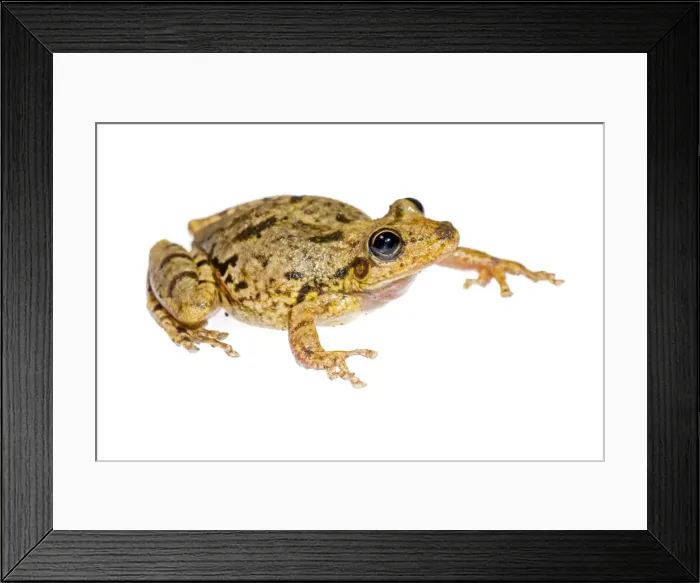 Framed Print : AE-5972-6957 Framed Print : AE-5972-6957