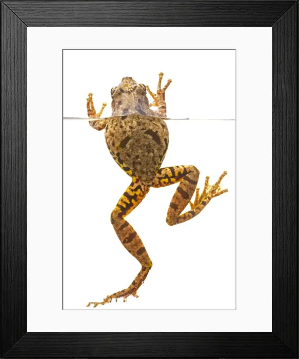 Framed Print : AE-5972-6984 Framed Print : AE-5972-6984