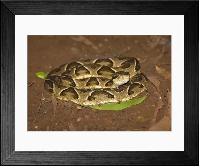 Framed Print : AE-5972-7254 Framed Print : AE-5972-7254