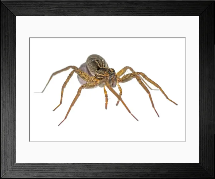 Framed Print : AE-5972-7338 Framed Print : AE-5972-7338