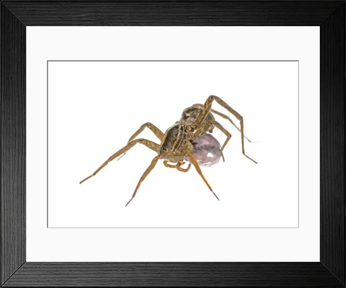 Framed Print : AE-5972-7364 Framed Print : AE-5972-7364