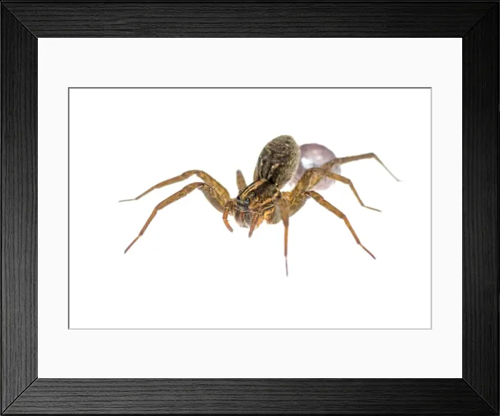 Framed Print : AE-5972-7369 Framed Print : AE-5972-7369