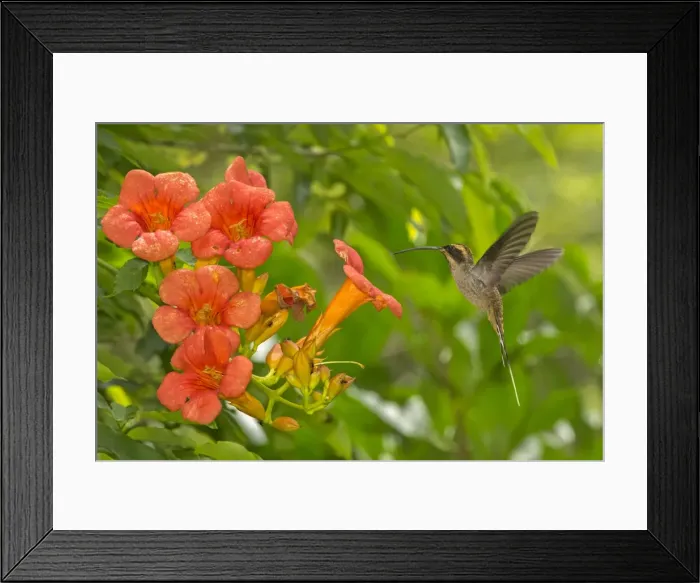 Framed Print : AE-5972-8003 Framed Print : AE-5972-8003