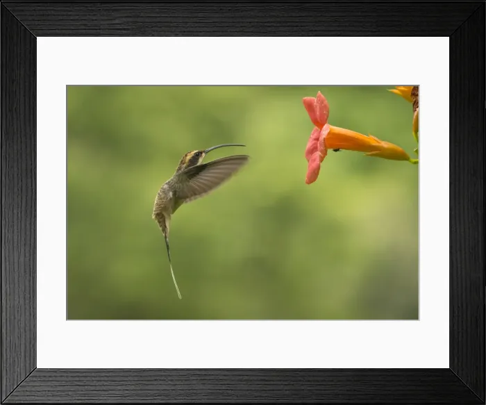 Framed Print : AE-5972-8031 Framed Print : AE-5972-8031