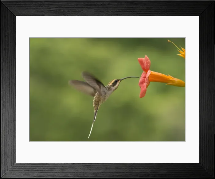 Framed Print : AE-5972-8037 Framed Print : AE-5972-8037