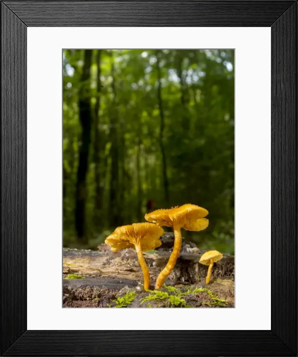 Framed Print : AE-5972-8486