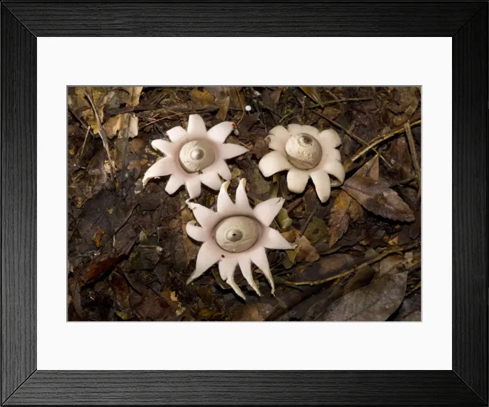 Framed Print : AE-5972-8554 Framed Print : AE-5972-8554