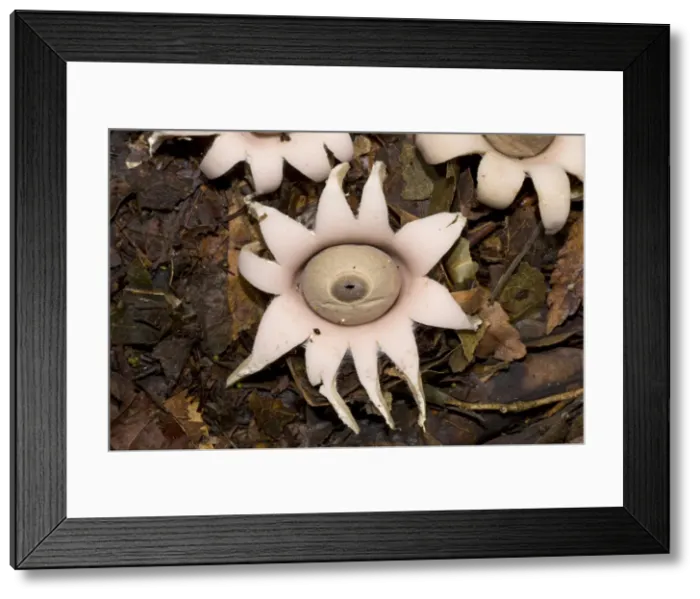 Framed Print : AE-5972-8568 Framed Print : AE-5972-8568